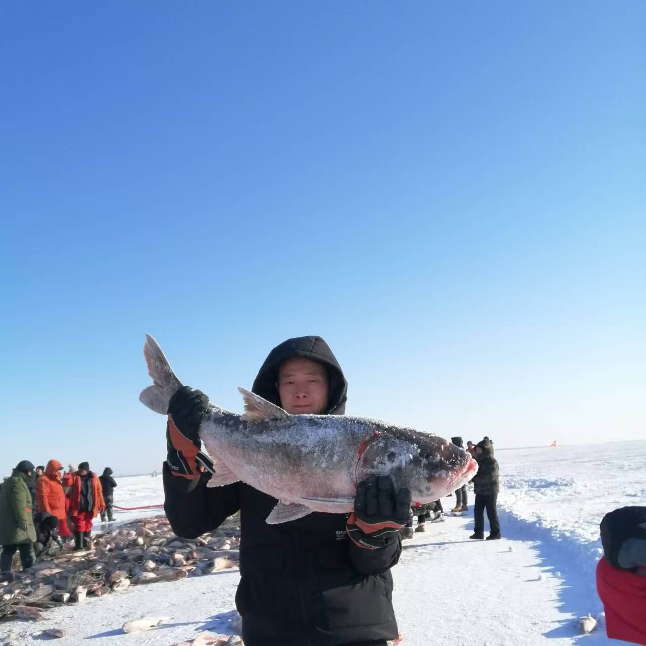 东北冬捕冷水野生胖头鱼