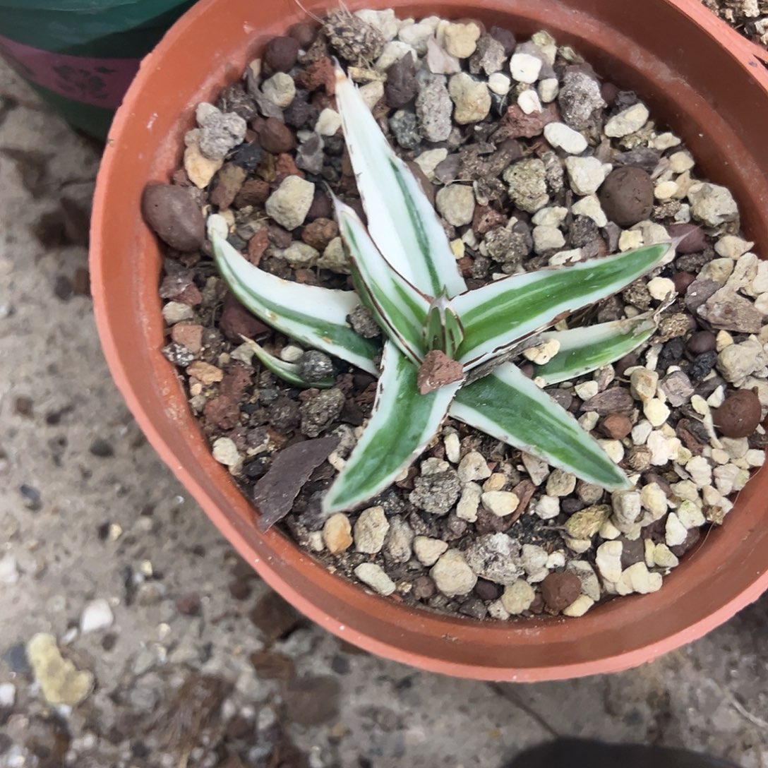 冰山锦龙舌兰植物