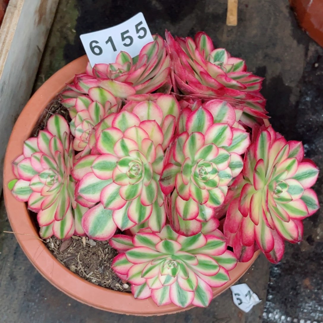 荔枝多肉发货发货