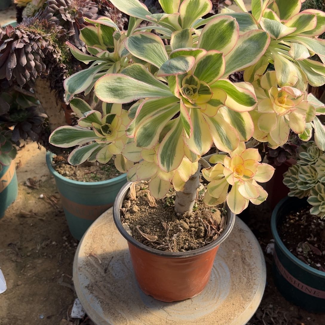 13燕姿无主头法师多肉植物