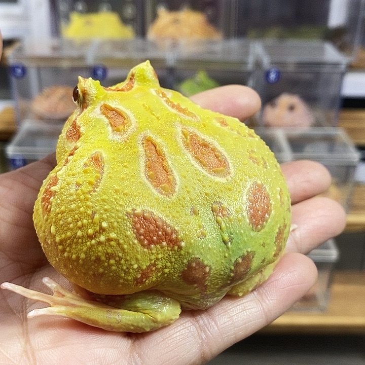 不***鱼角蛙127号大黄金角蛙