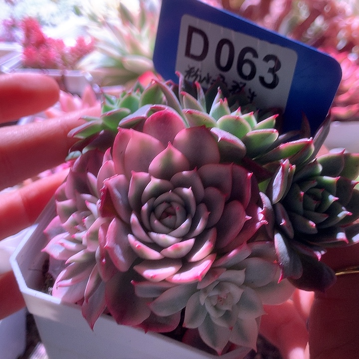 粉水晶群生覆轮锦