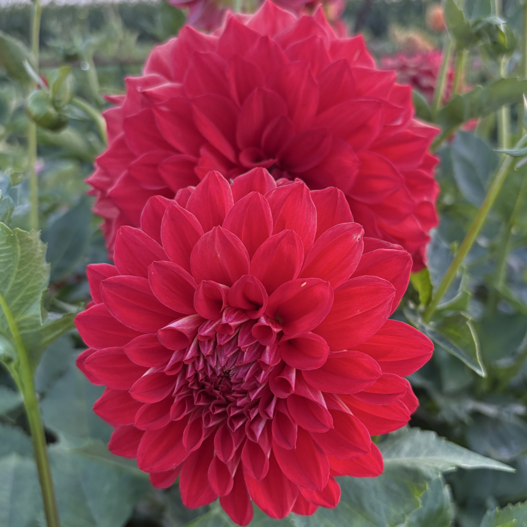 【精品】皇后大丽花【盆栽地栽阳台栽好养好种植】
