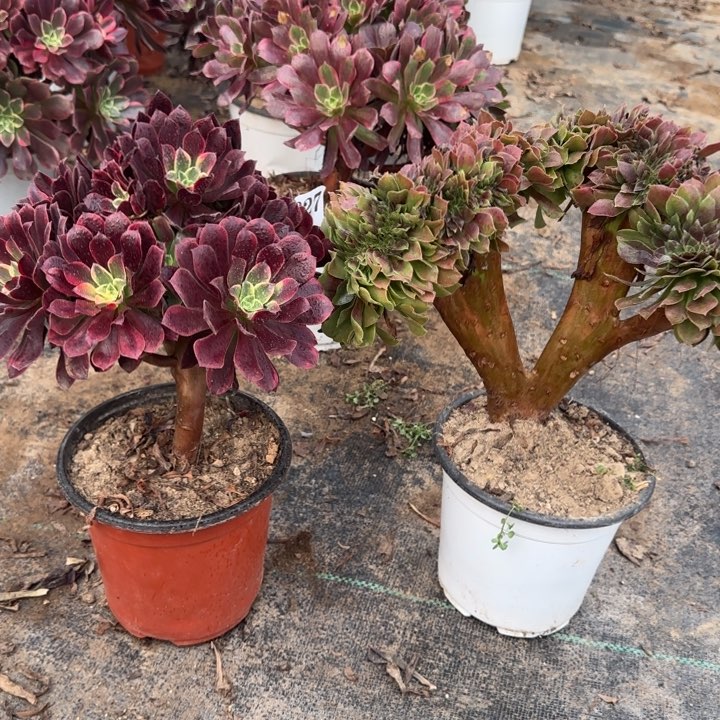 827金丝雀➕玫瑰缀化包邮。        