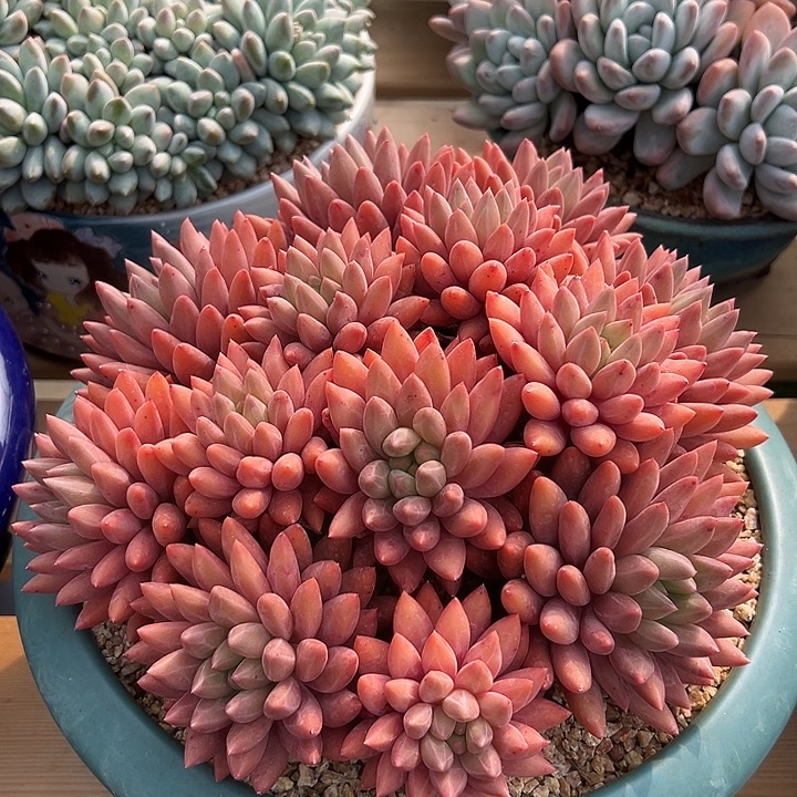 彩***肉不会买的，放心不下