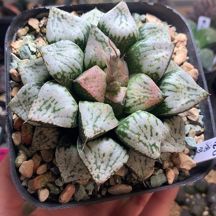 潘多拉一物一拍带盆