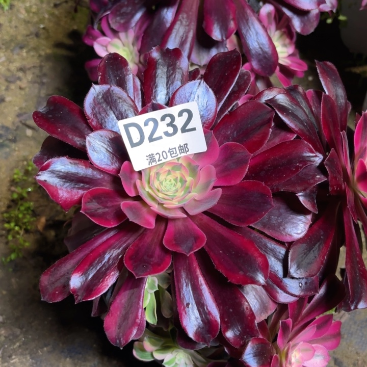 瑞妈园艺，2.2.232