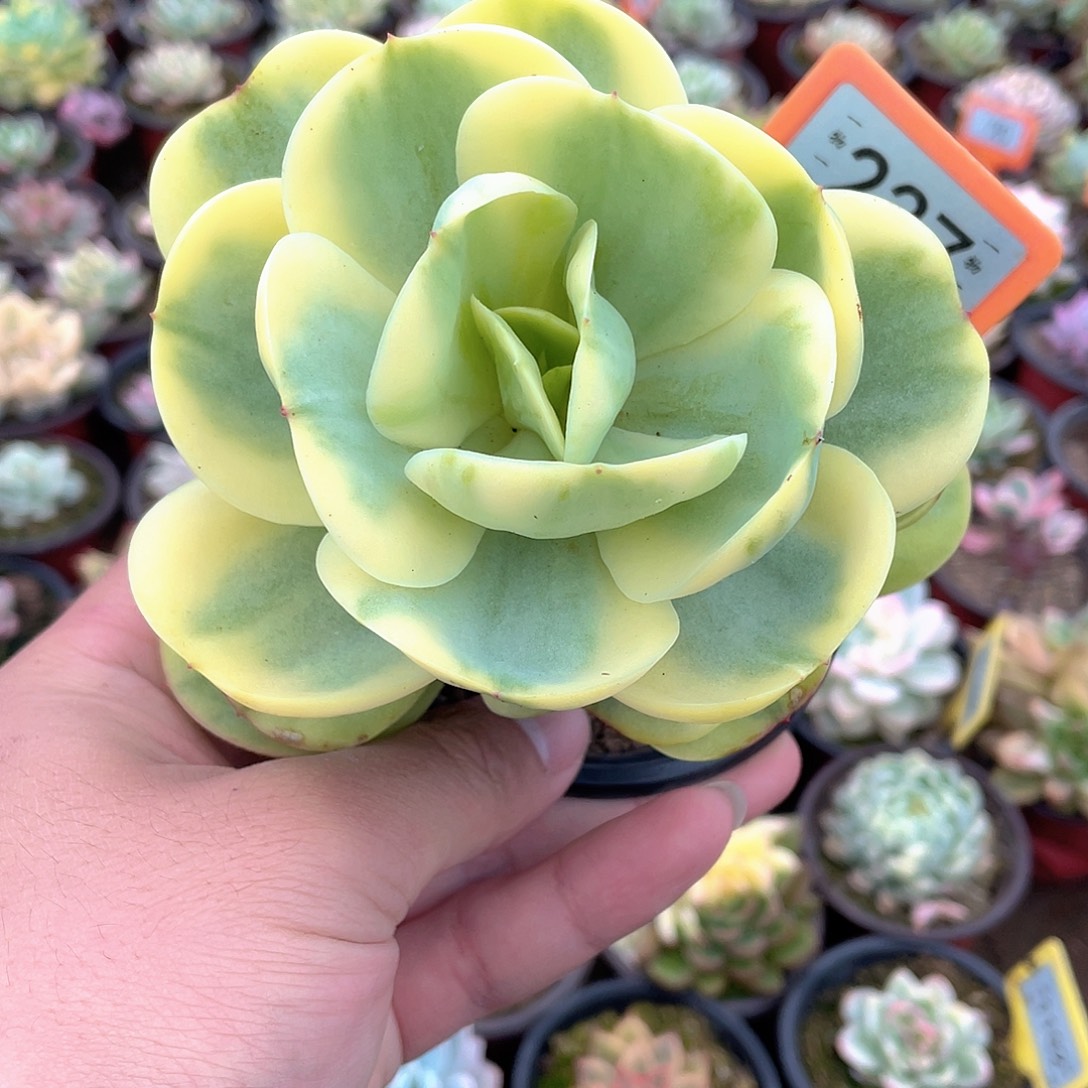 碧桃锦237号多肉植物