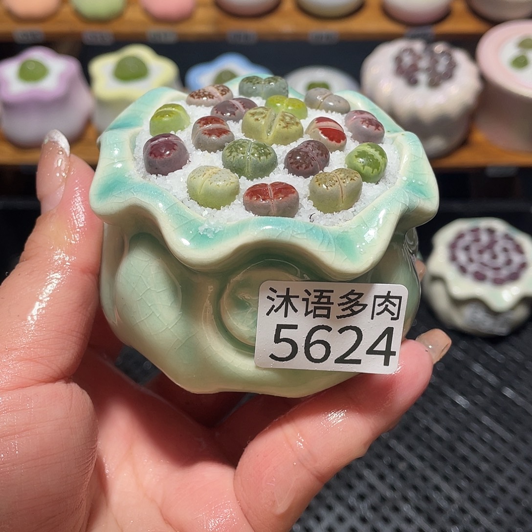 带盆土植物 一物一拍5624