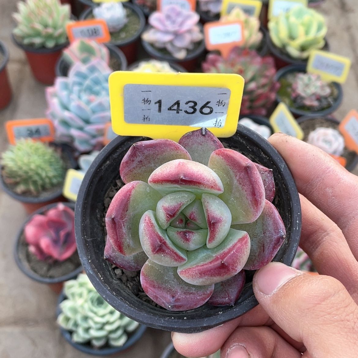 【闪购商品】1436号