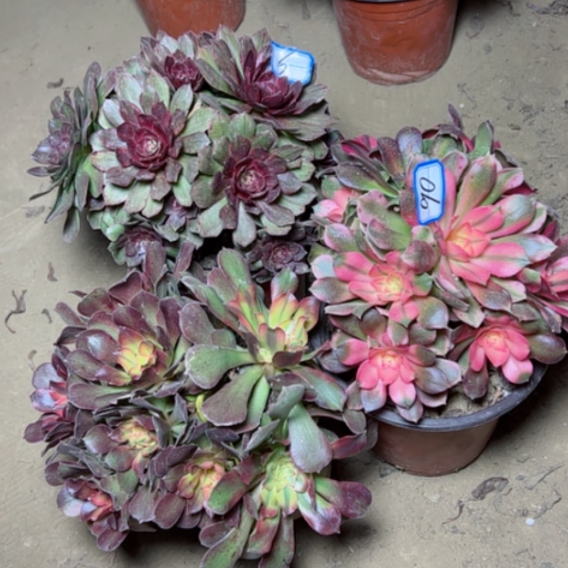 【闪购商品】香飞砍过90