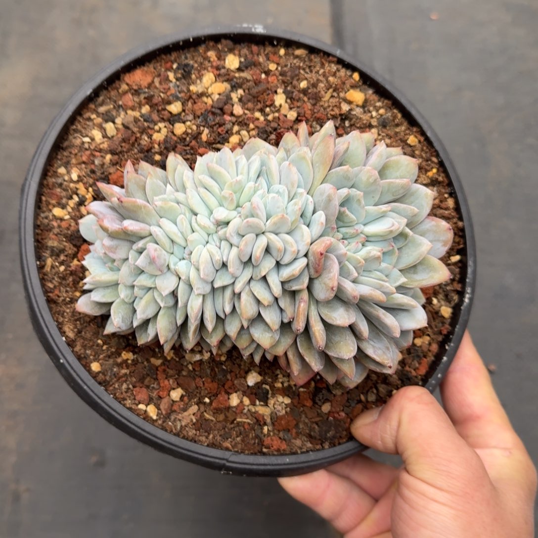 15厘米的尺寸一物一拍的