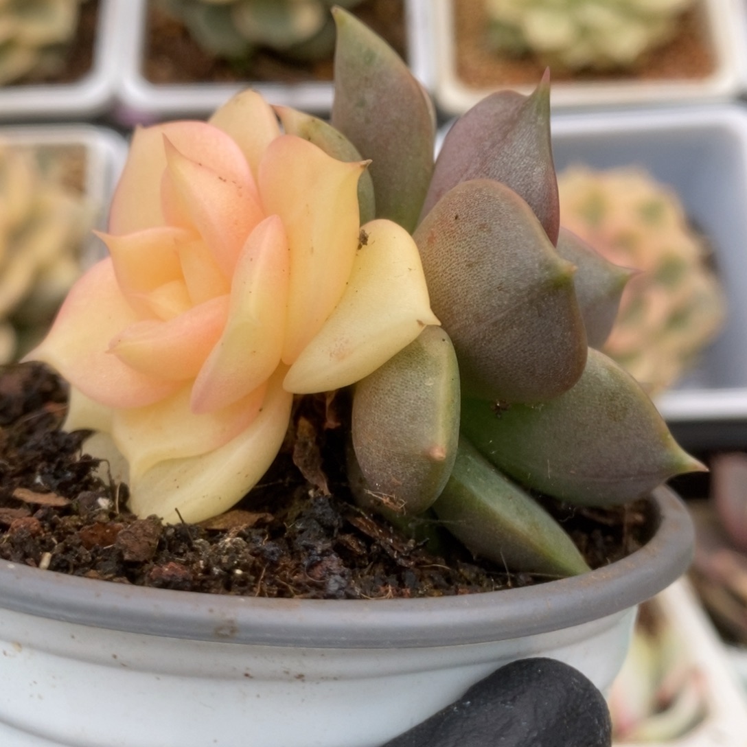 017贝加尔湖锦锦锦锦锦锦锦