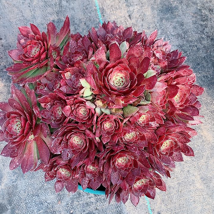 红魔法师多肉植物图片