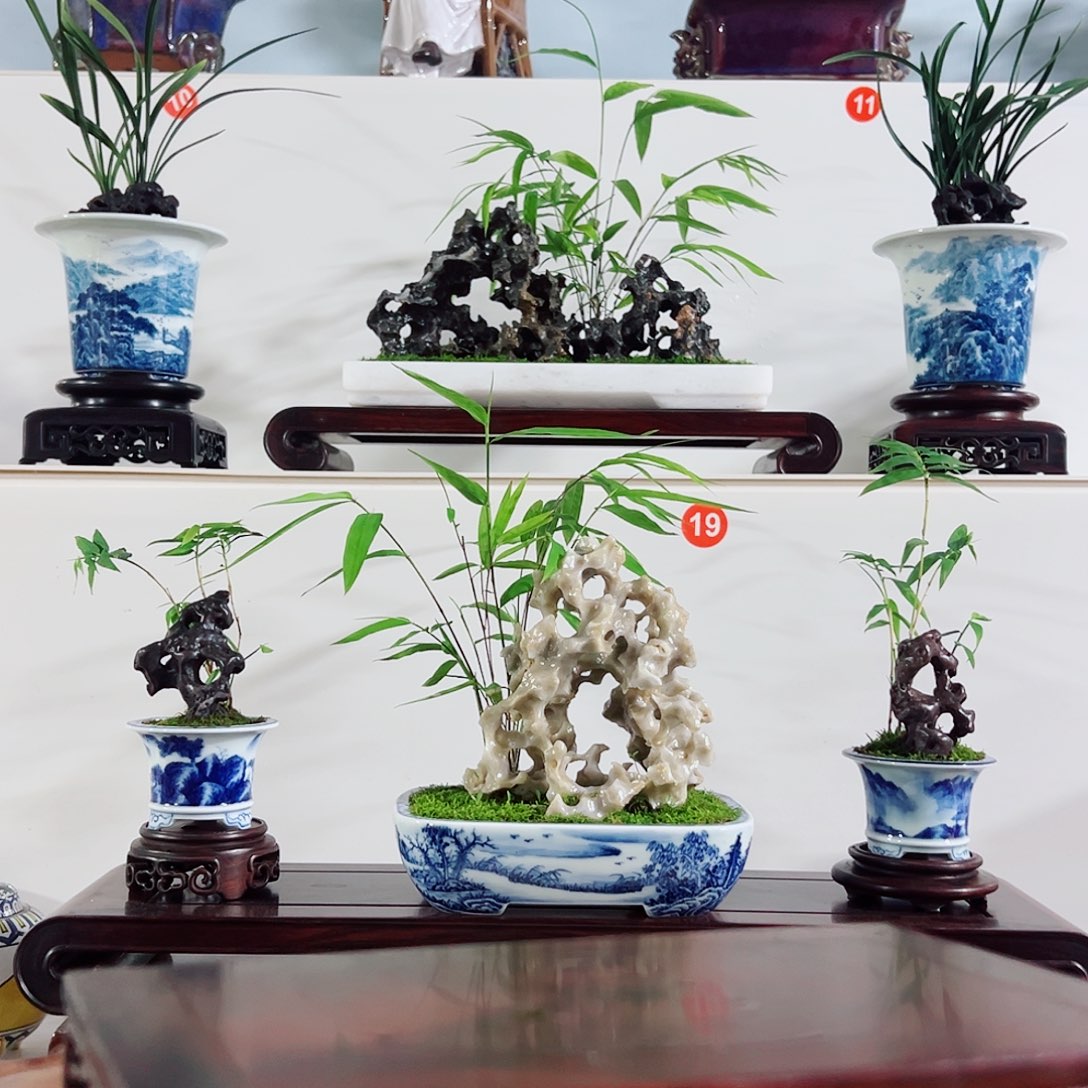 鸡***号无花朵盆景，苔藓，玉玲珑