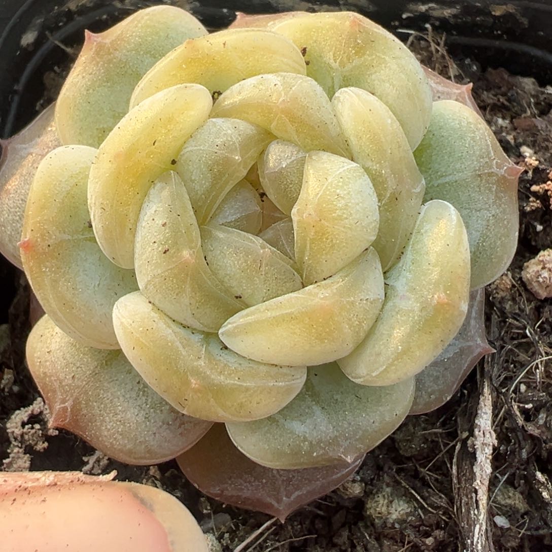 小卡拉米糖心一物一拍