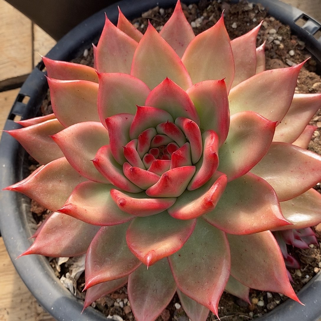 多肉植物韩版凯亚