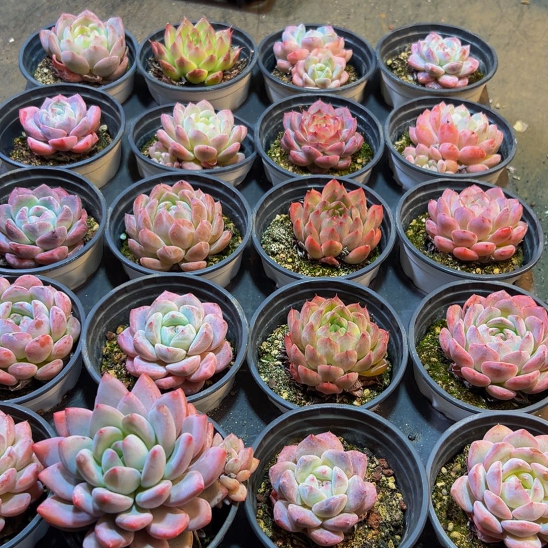 130大热的小伙伴都w