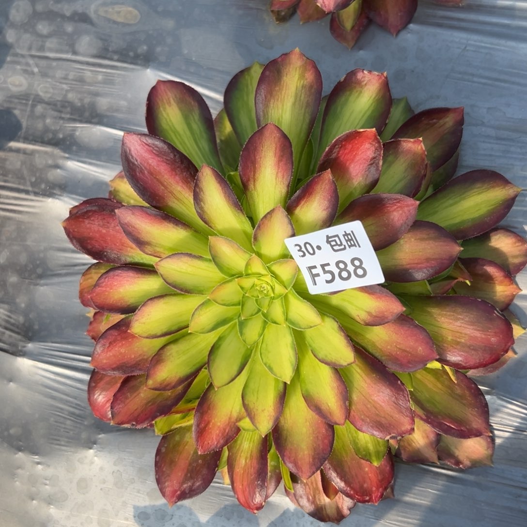 588韶华多肉法师