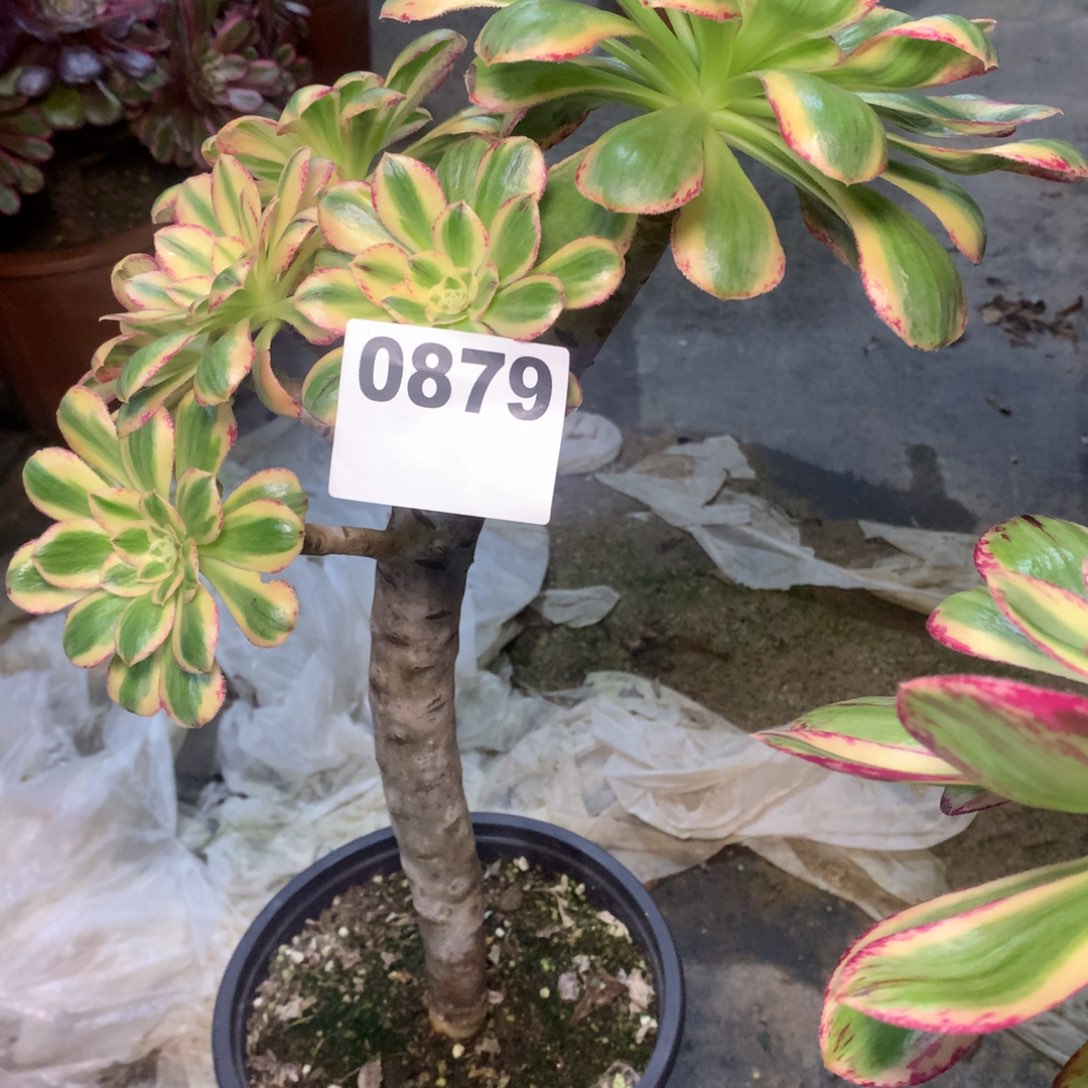 ****姐v金金879法师多肉植物4500000