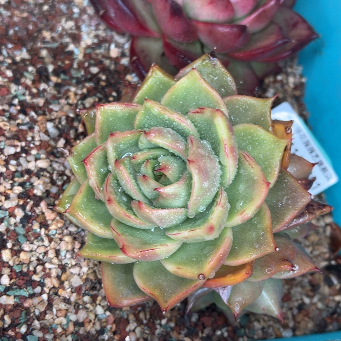 从前慢多肉精选编号0116.201