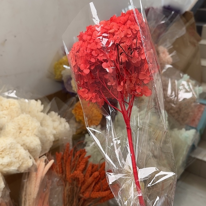 完全开放A26号红色带杆绣球