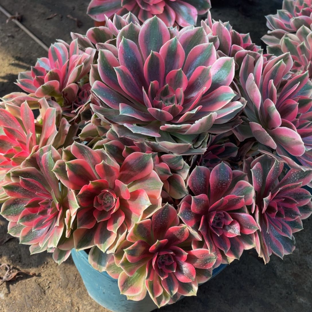 916红粉佳人精品法师老桩