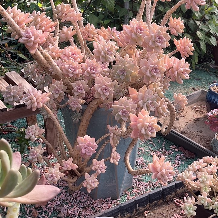 红陶L*e打木架发中通物流