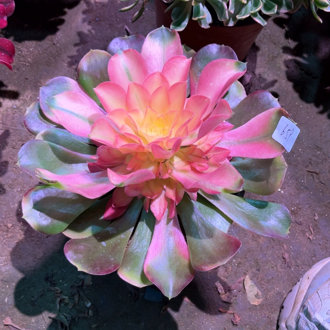 多肉植物香妃659