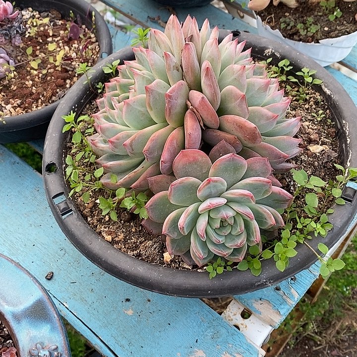 三头无坎红鸾群生福利