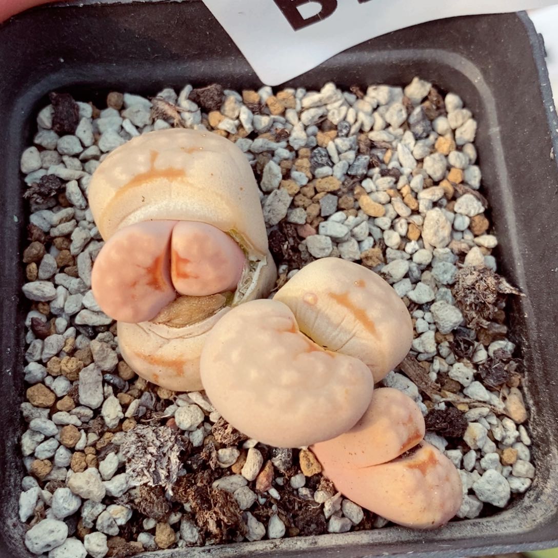 我的小姐姐们都是我的569