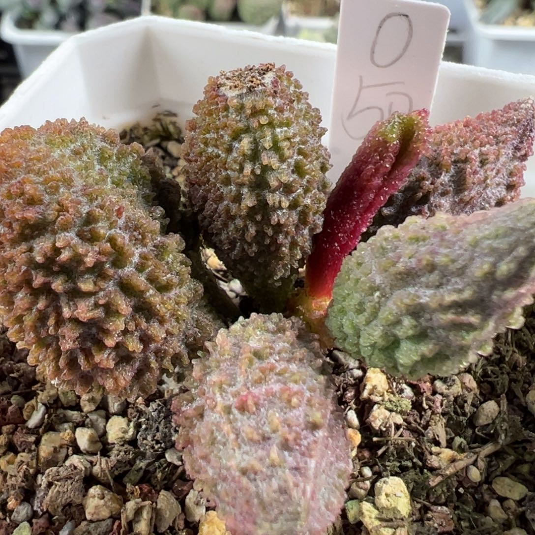 w（297号）荔枝造型实生新品有干疤特价