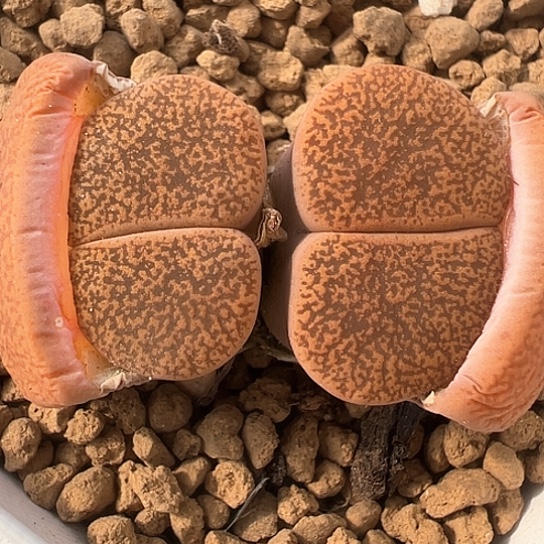 2424.真理玉双头优选