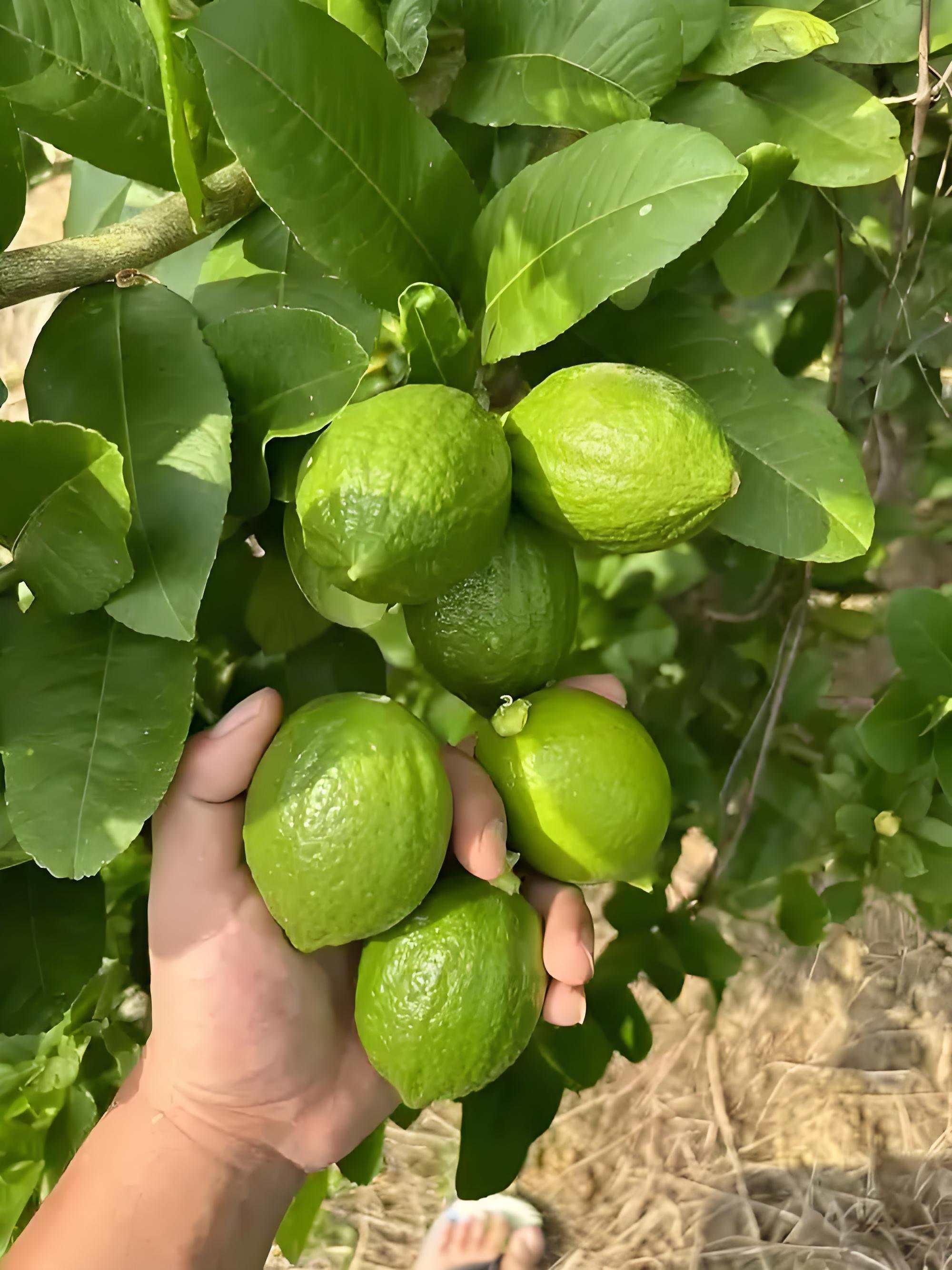 广东一级无籽香水柠檬新鲜青柠檬鲜果奶茶店茶饮专用现摘现发