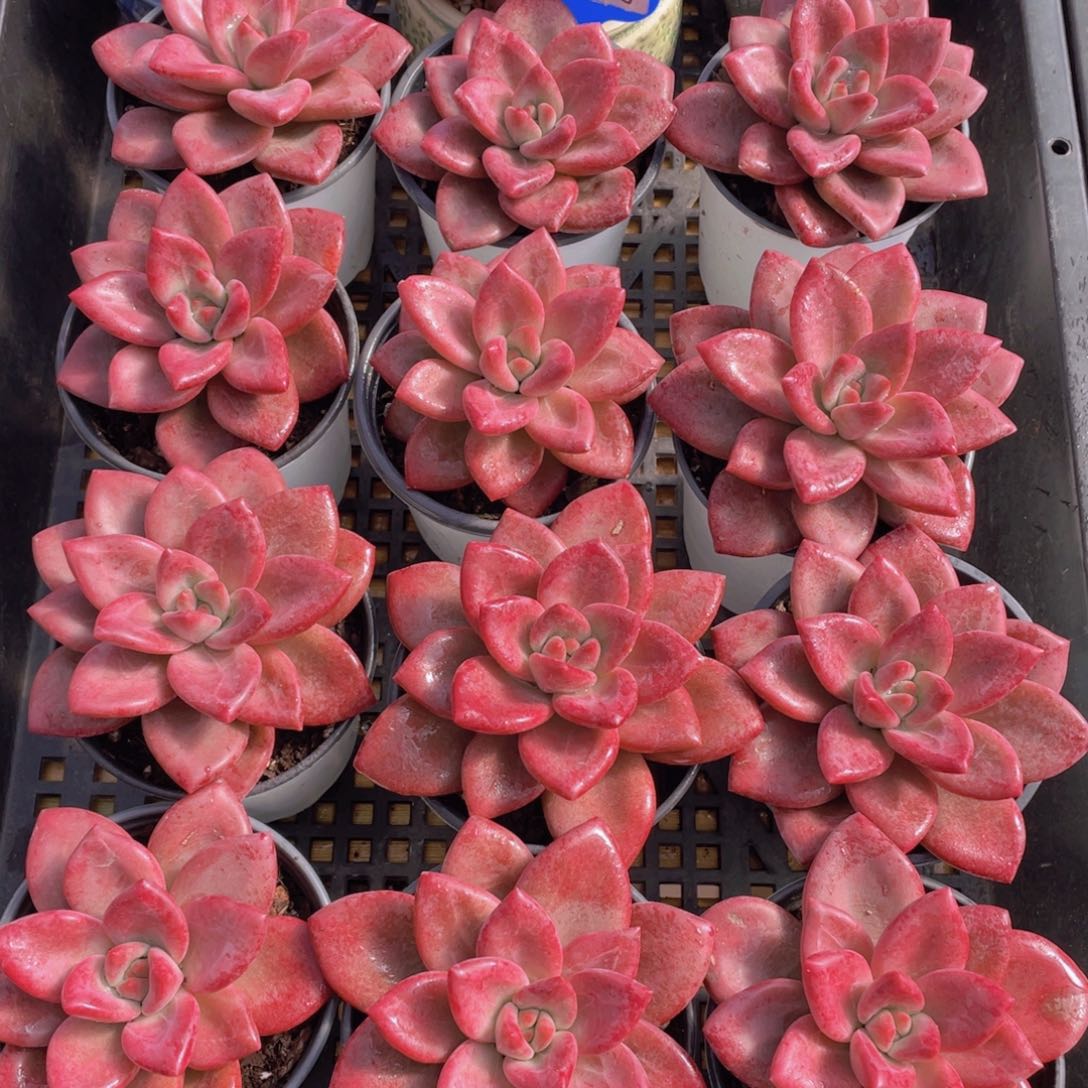 量拍70号 赫菲斯托大单头一个