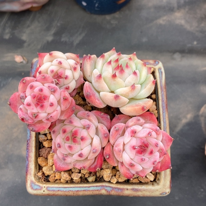 【闪购商品】吉娃娃