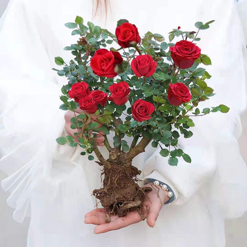 【新疆西藏包邮】玫瑰花苗老苗老桩绿化玫瑰种苗四季盆栽