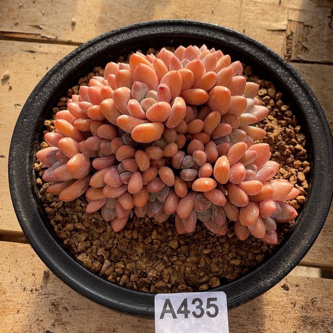 435多肉植物多肉植物