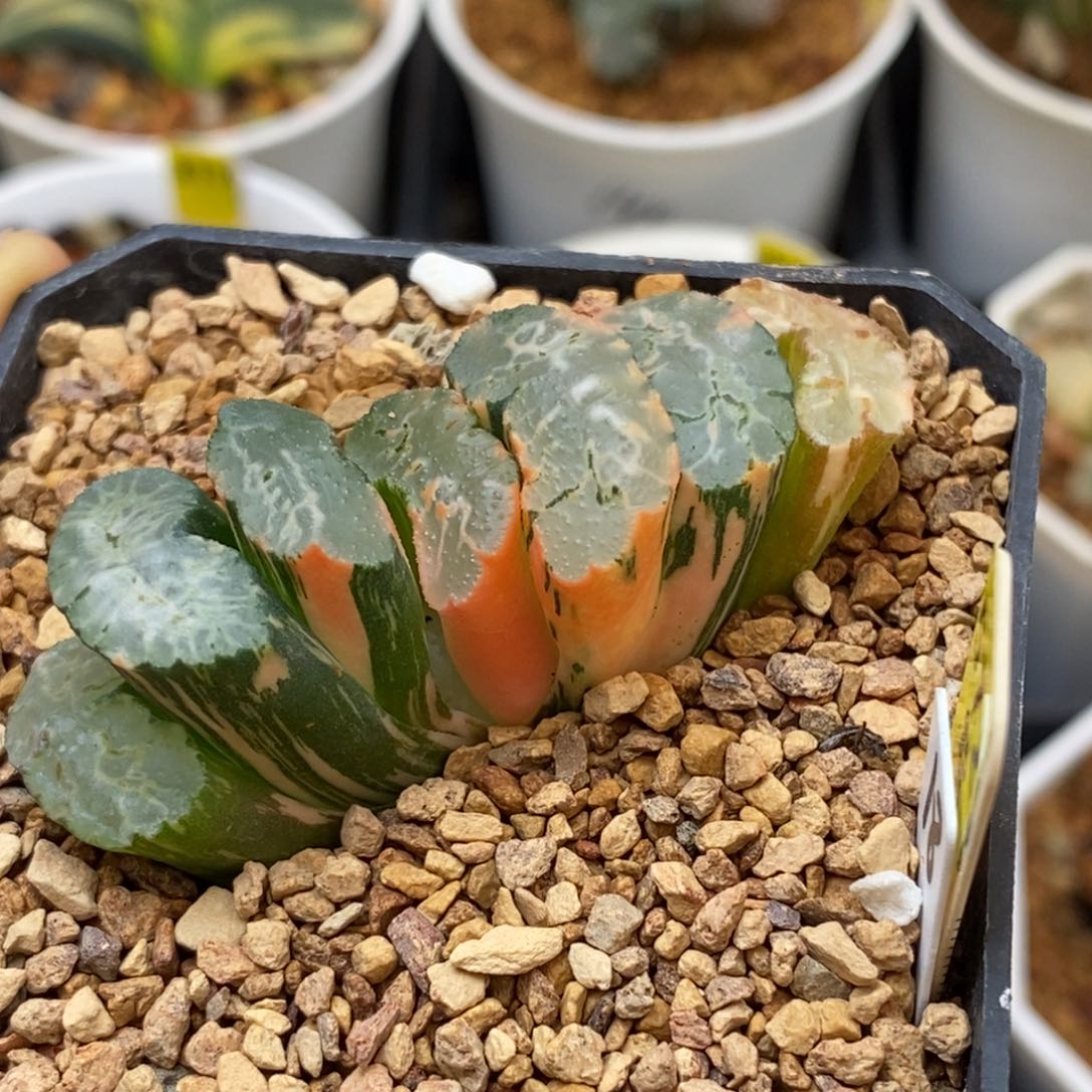 572北斋玉扇多肉植物