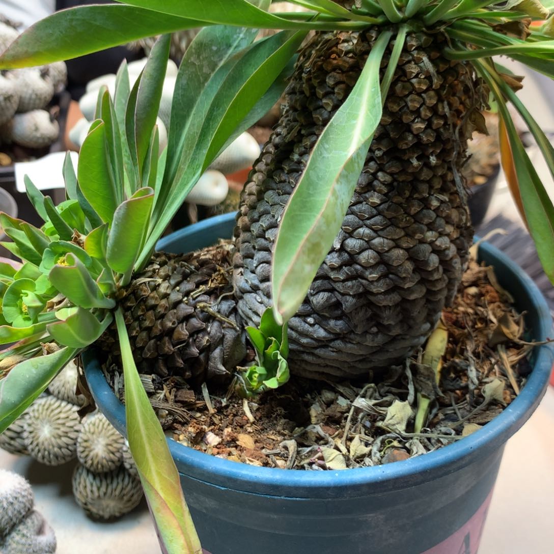 46号   实生铁甲丸  主桩7.5公分