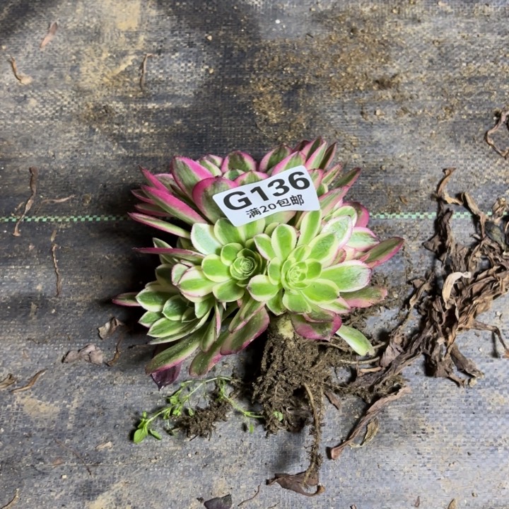 瑞妈一物一拍136多肉