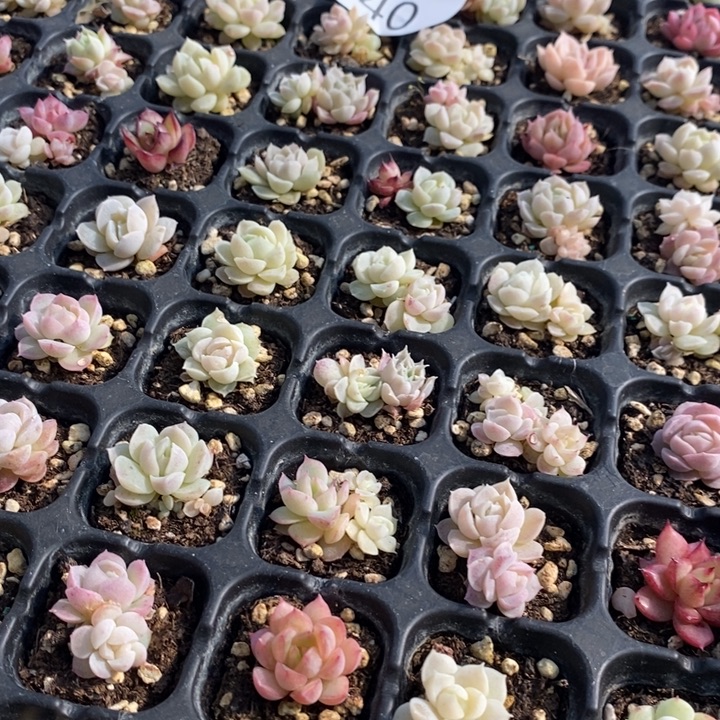 40 多肉植物盆栽花卉