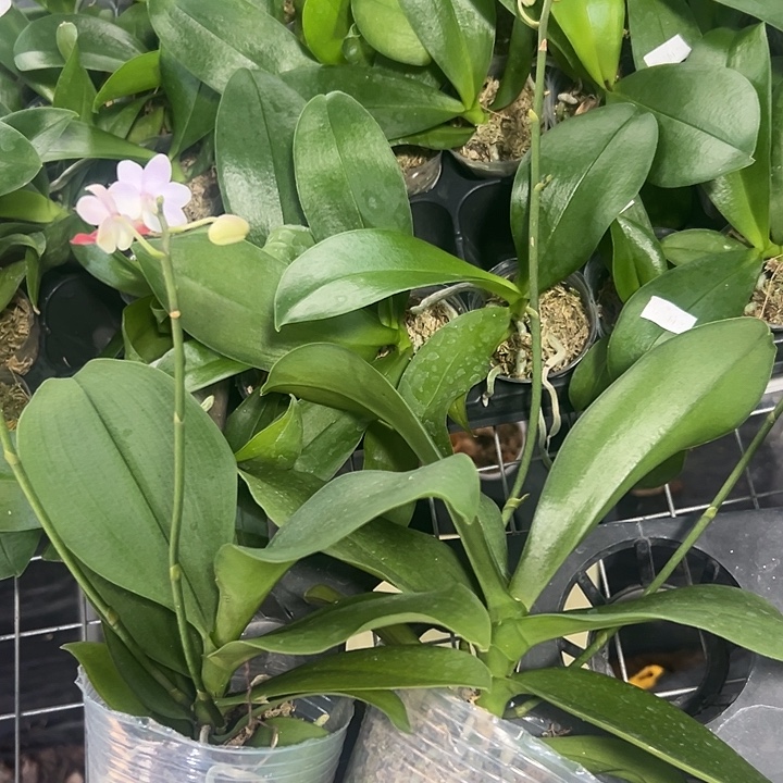 当前无花栽培后可以开花刘氏天使3.0剪梗苗微瑕不售后