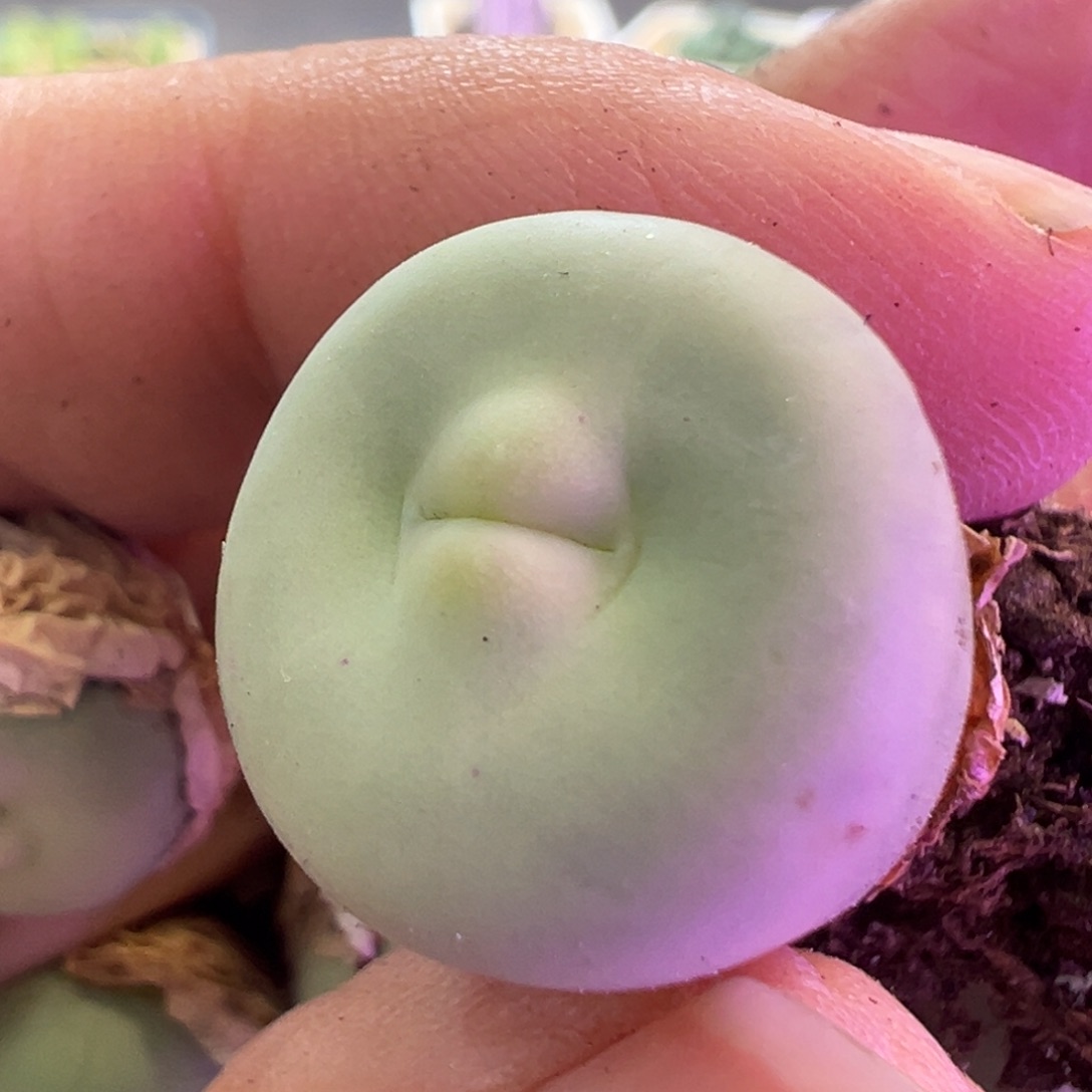 星***兜专拍专拍 肉锥植物