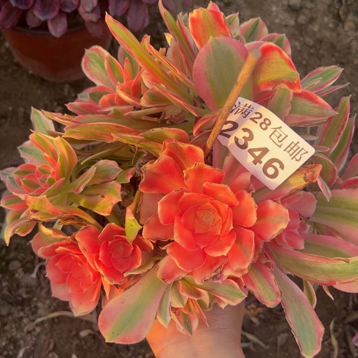 2346女神多肉植物