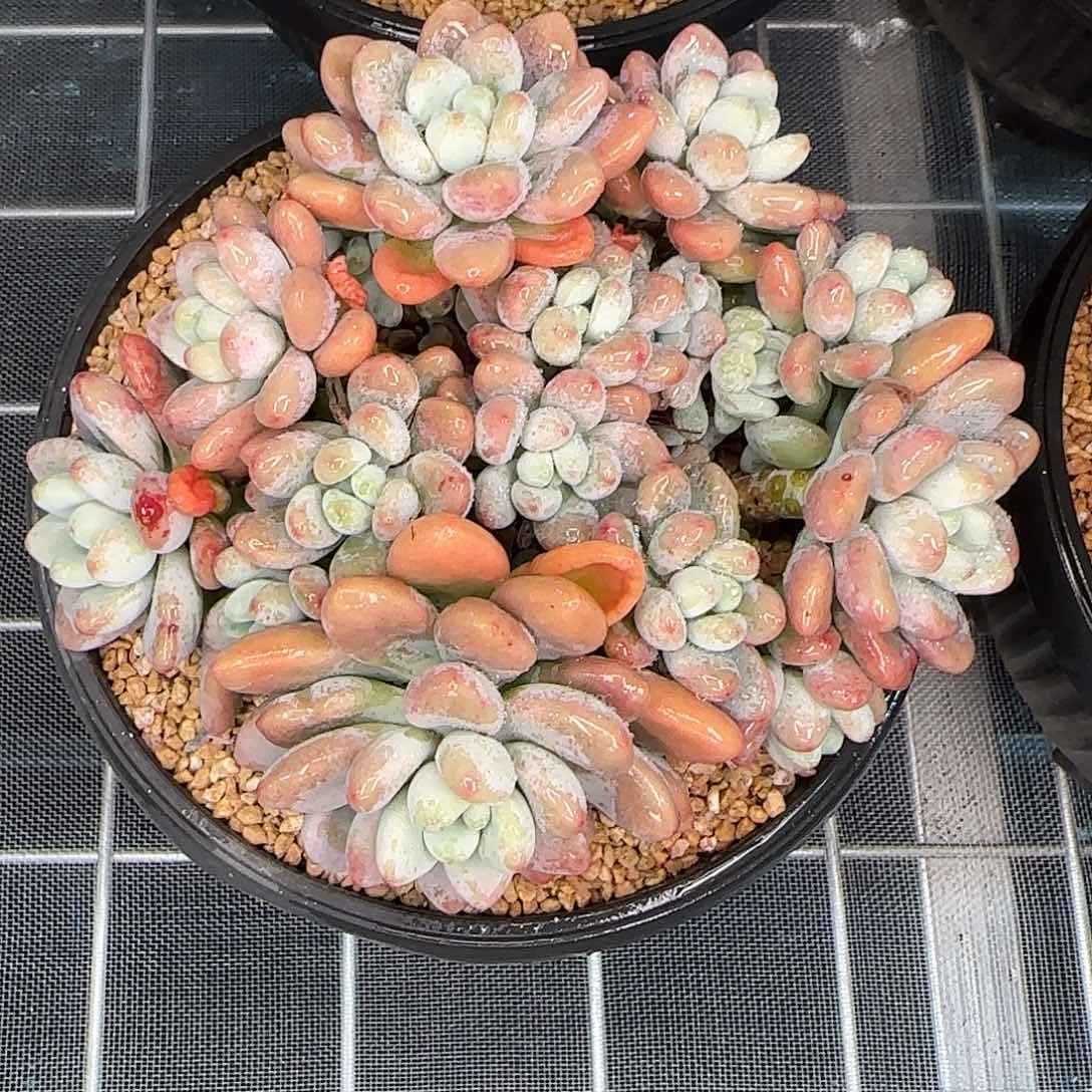 从前慢花园精选香水洛神