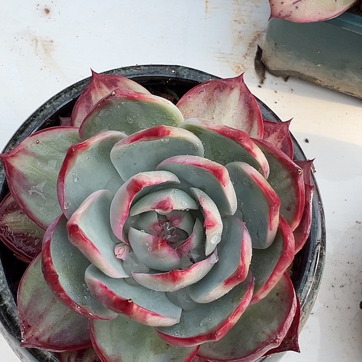 惊鸿惊鸿惊鸿量拍叶展11默认裸根