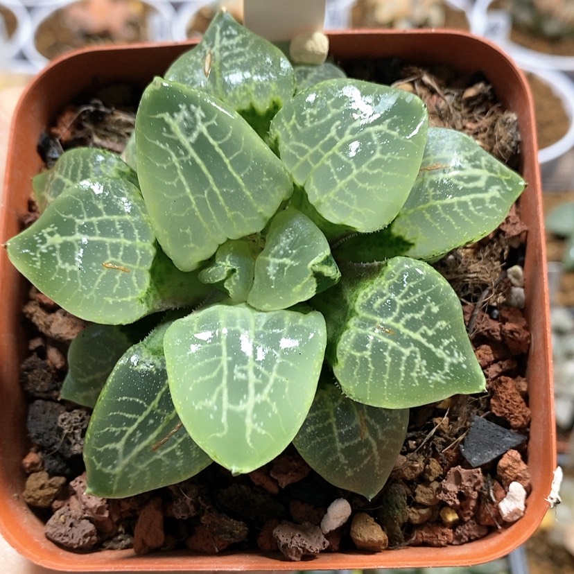 【闪购商品】122乱舞康平