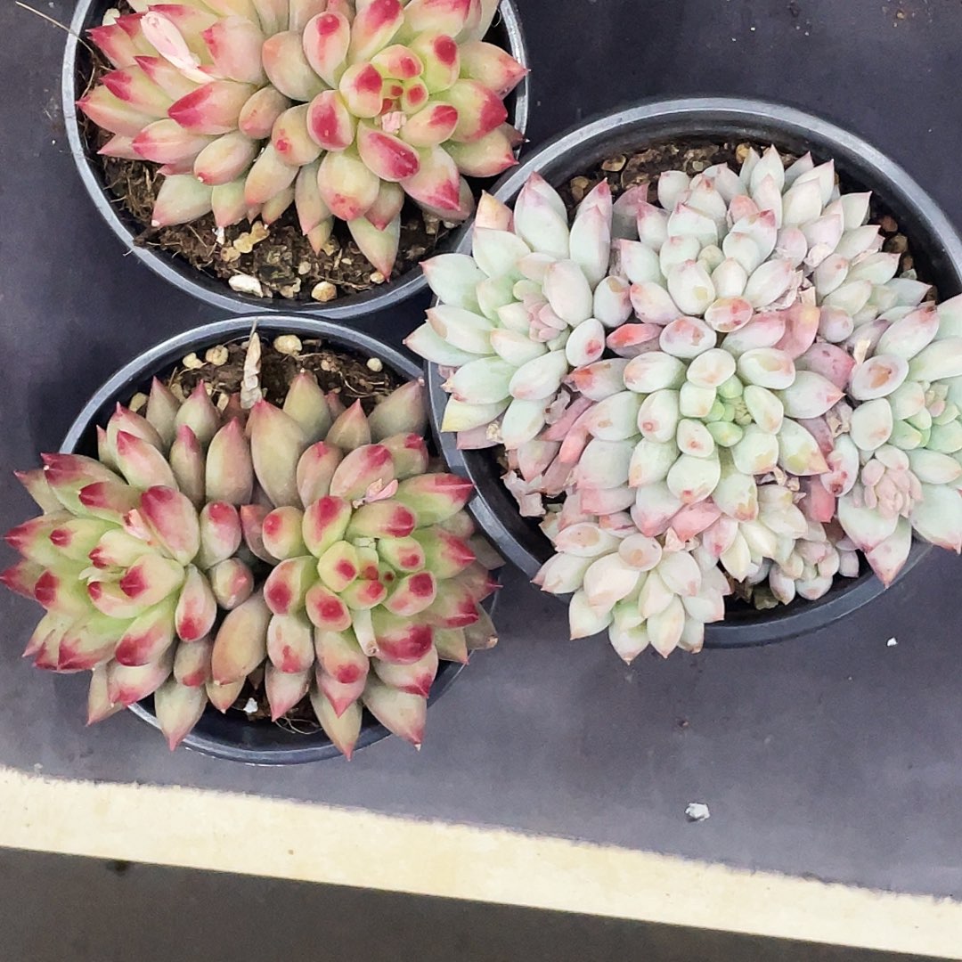 程***程姐多肉链接查看详情