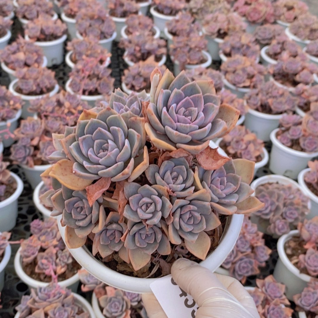 0435彩虹糖一物一拍